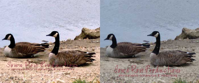 Second before-and-after restoration of geese